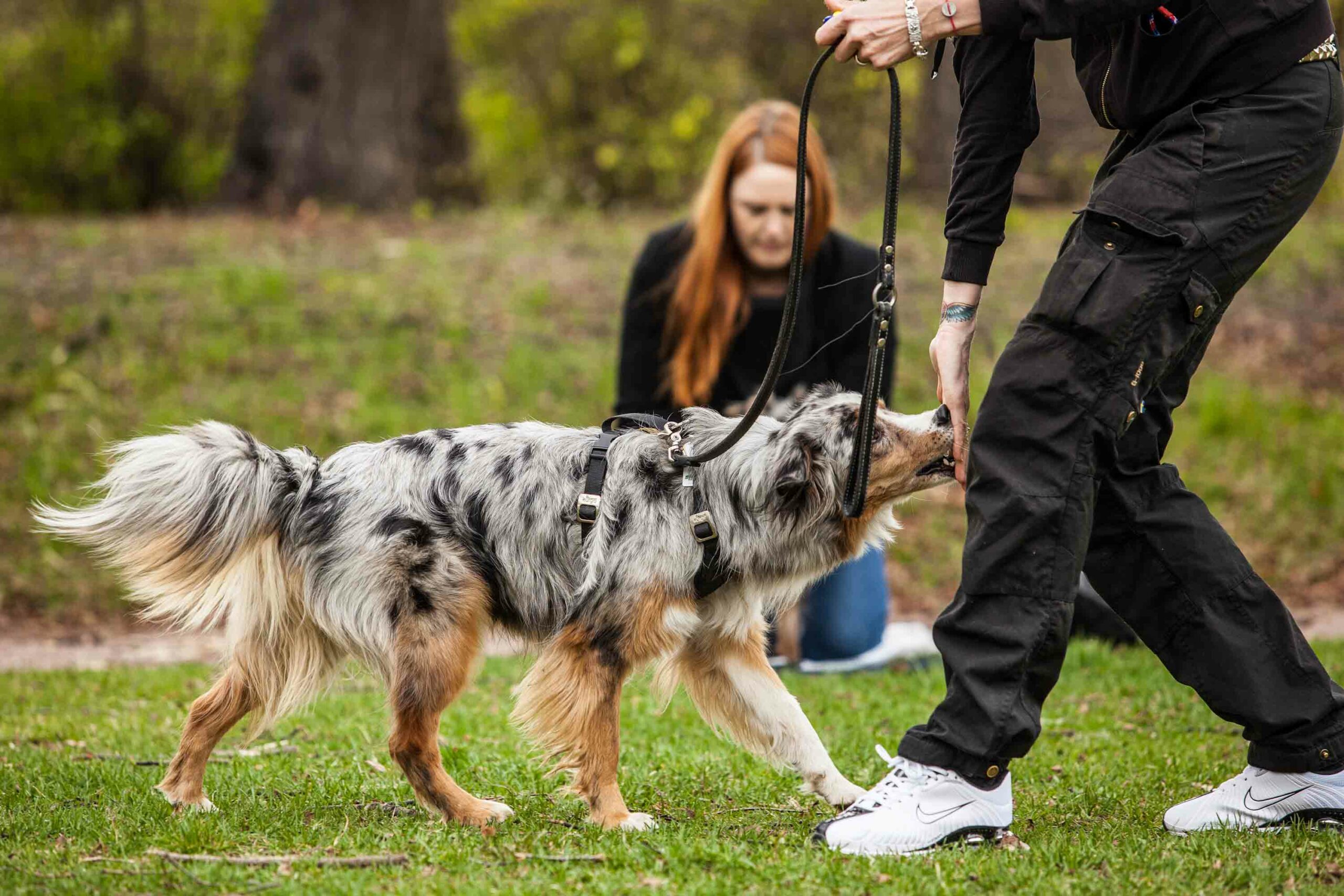 Tess Erngren, GoodDog, hund, kurs, hundekurs, valp, valpekurs, hundetrening, problemadferd, problematferd, positiv, hverdagslydighet, lydighet, hundepsykolog, yrkesutdanning, yrkesutdannelse, foredrag, hundetreff, hundepass, ferie, camp, klikker, privattrening, hundeinstruktør