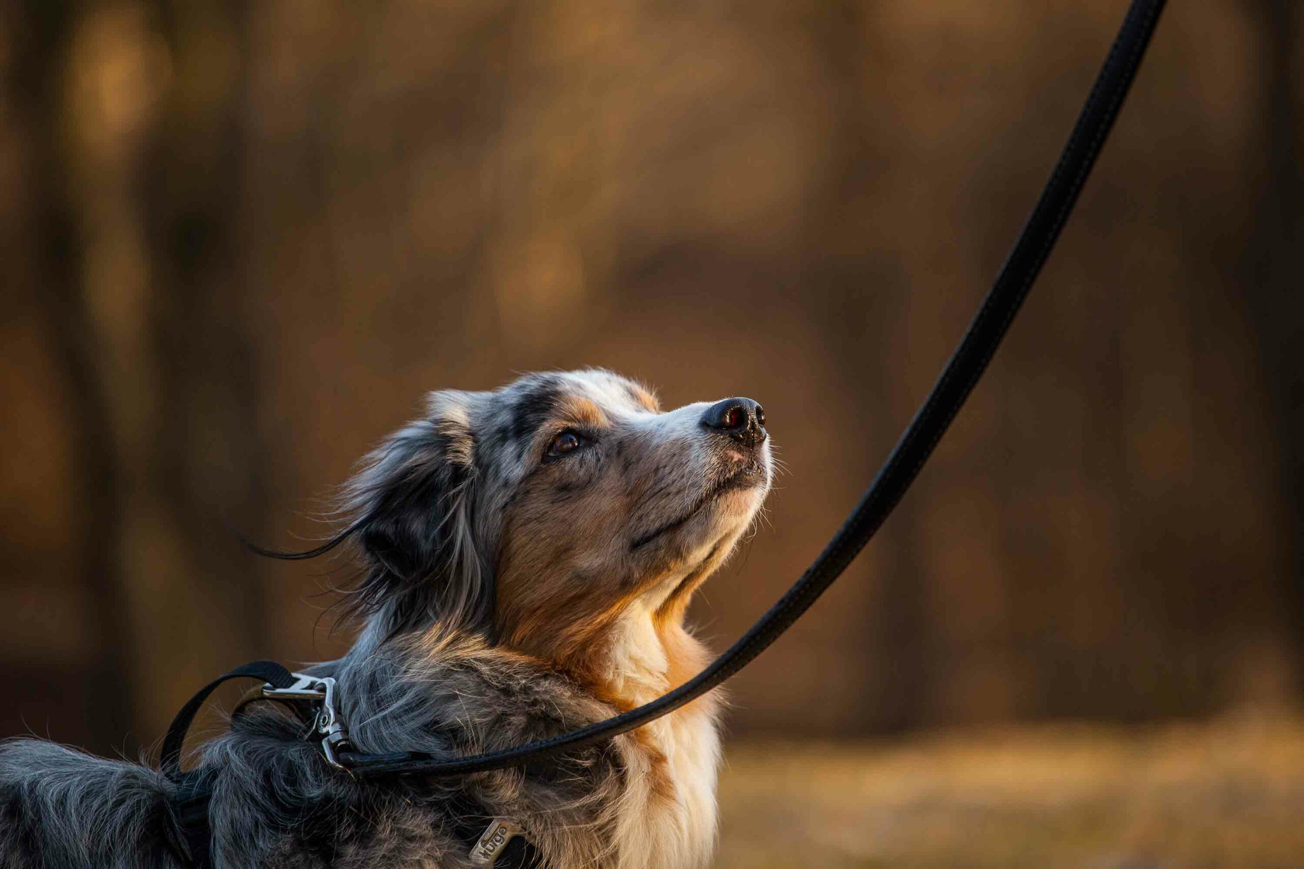 Tess Erngren, GoodDog, hund, kurs, hundekurs, valp, valpekurs, hundetrening, problemadferd, problematferd, positiv, hverdagslydighet, lydighet, hundepsykolog, yrkesutdanning, yrkesutdannelse, foredrag, hundetreff, hundepass, ferie, camp, klikker, privattrening, hundeinstruktør