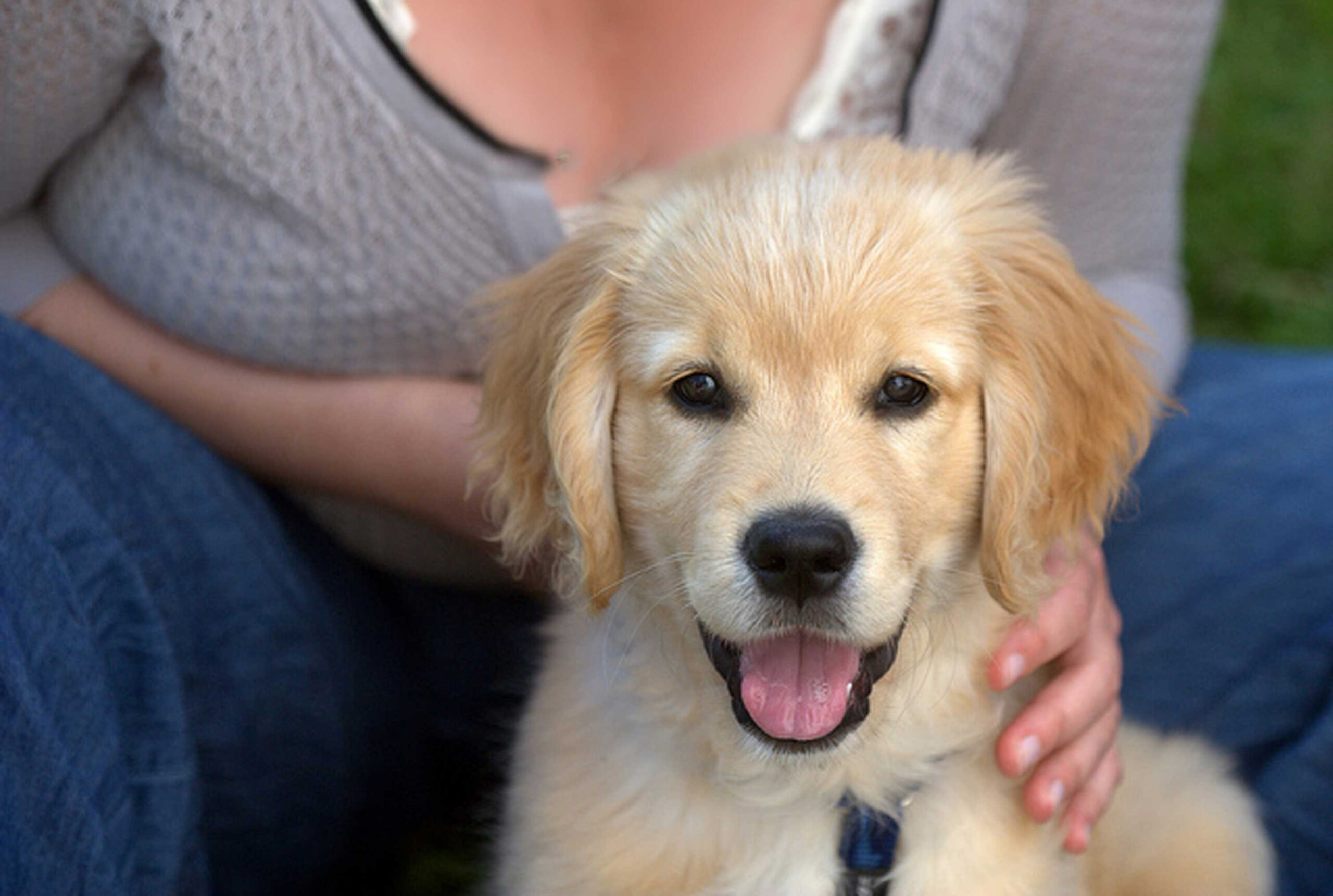Takk for din påmelding til Valpekurs!