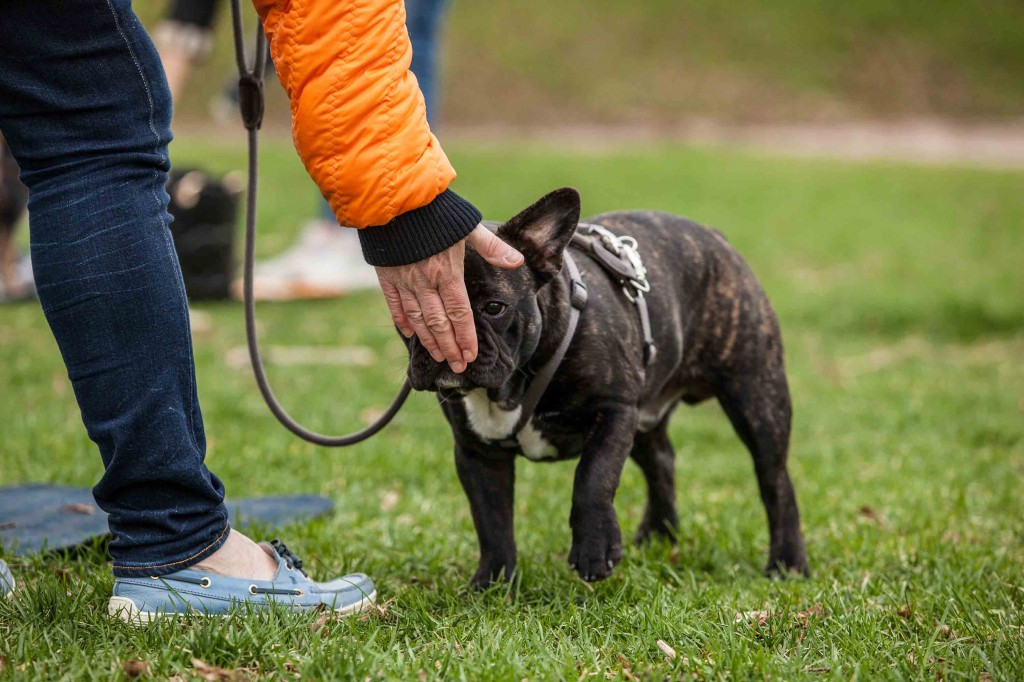 Tess Erngren, GoodDog, hund, kurs, hundekurs, valp, valpekurs, hundetrening, problemadferd, problematferd, positiv, hverdagslydighet, lydighet, hundepsykolog, yrkesutdanning, yrkesutdannelse, foredrag, hundetreff, hundepass, ferie, camp, klikker, privattrening, hundeinstruktør