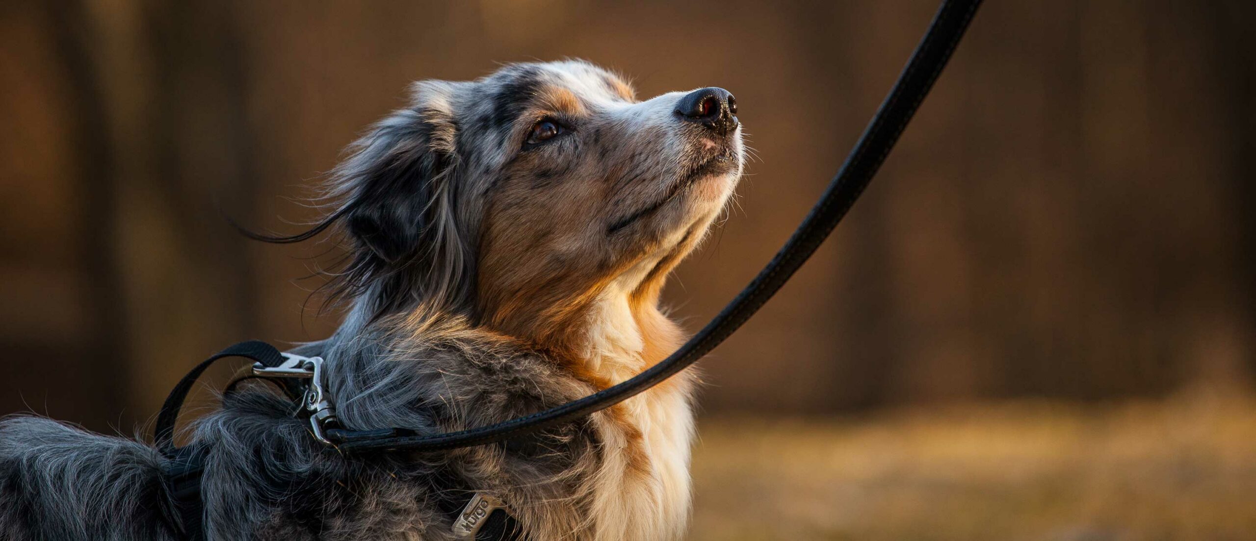 Tess Erngren, GoodDog, hund, kurs, hundekurs, valp, valpekurs, hundetrening, problemadferd, problematferd, positiv, hverdagslydighet, lydighet, hundepsykolog, yrkesutdanning, yrkesutdannelse, foredrag, hundetreff, hundepass, ferie, camp, klikker, privattrening, hundeinstruktør