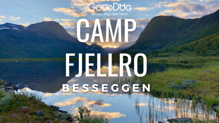 Camp Fjellro