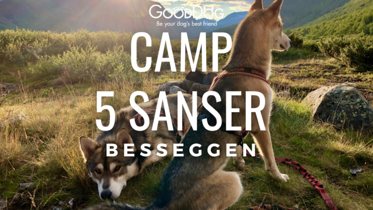 Camp 5 Sanser