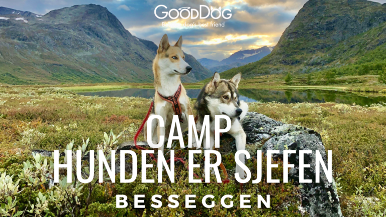 Camp Hunden er Sjefen