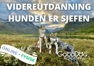Videreutdanning Hunden er Sjefen 