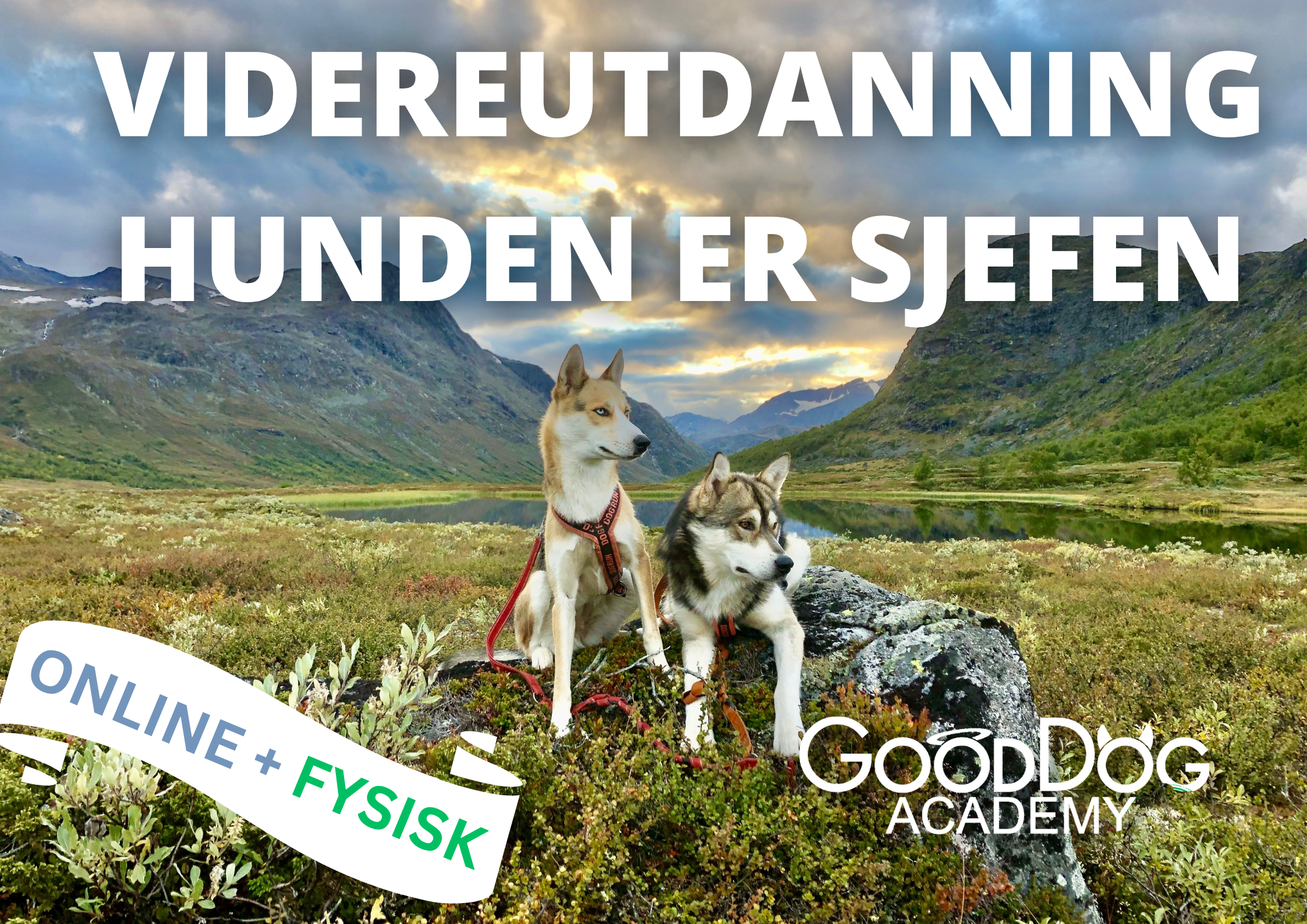Videreutdanning Hunden er Sjefen 