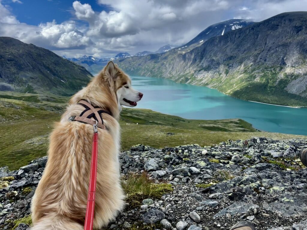 Hundetrener 1
