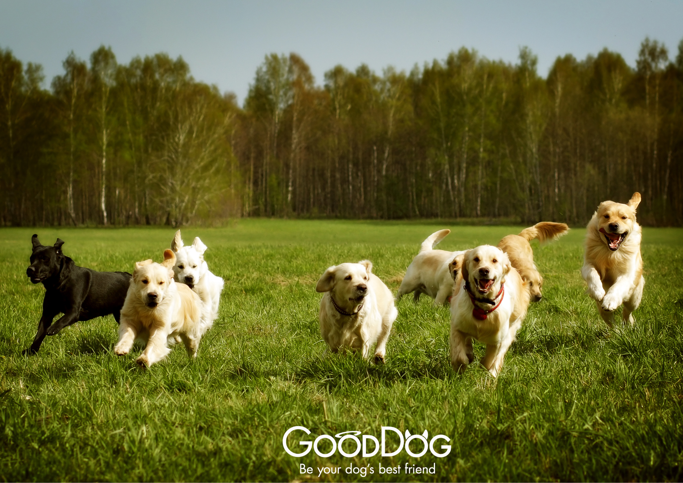 Blog banner