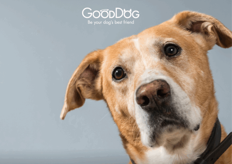 Sniffy Dog