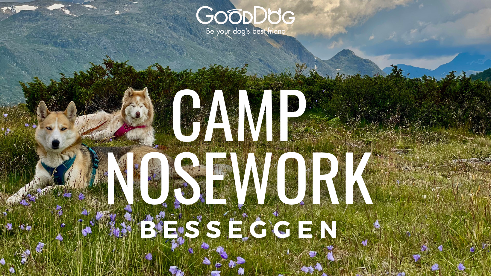 Camp Nosework