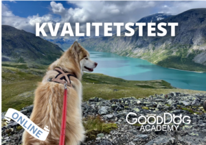 GoodDog Academy Kvalitetstest